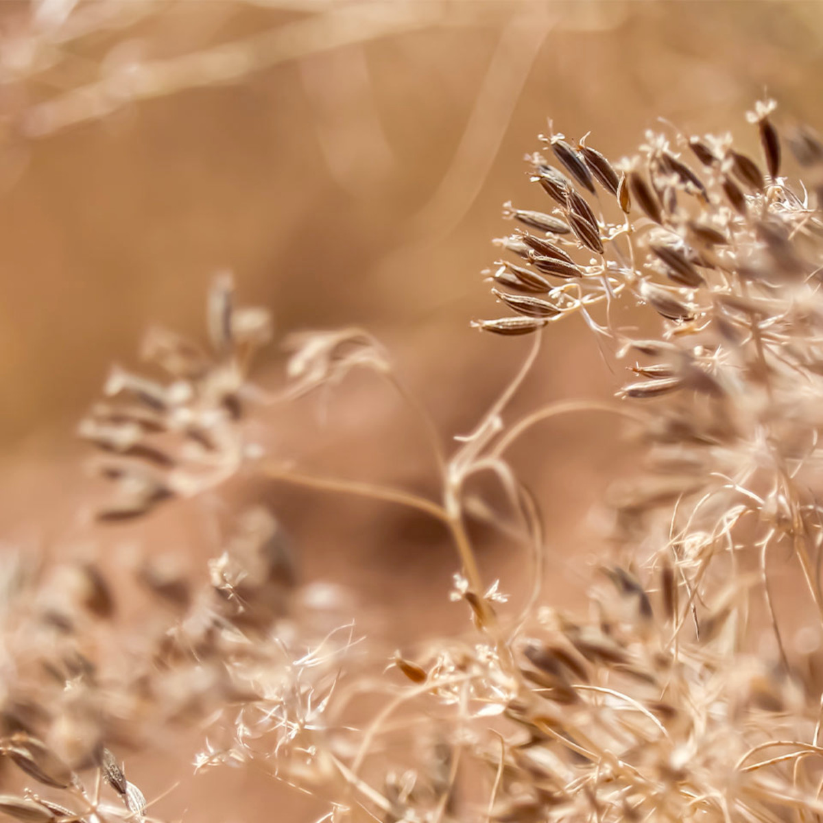 doTERRA - Reines ätherisches Caraway - Kümmel - CPTG - 5ml