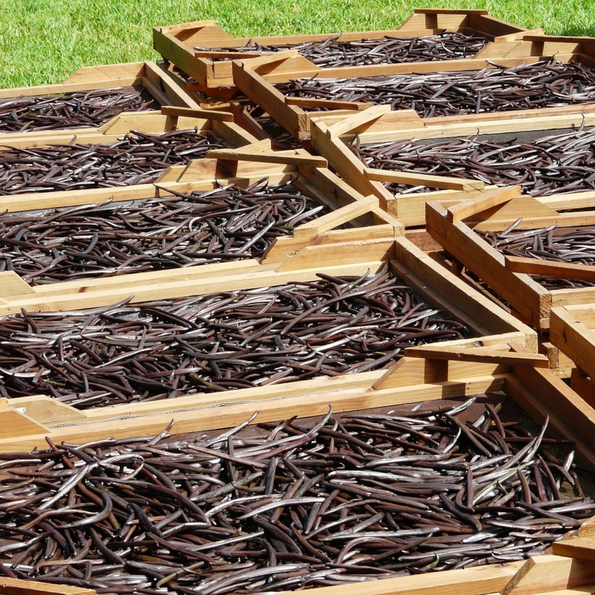 doTERRA - Reines ätherisches Balsam Fir - Balsam-Tanne - CPTG - 5ml