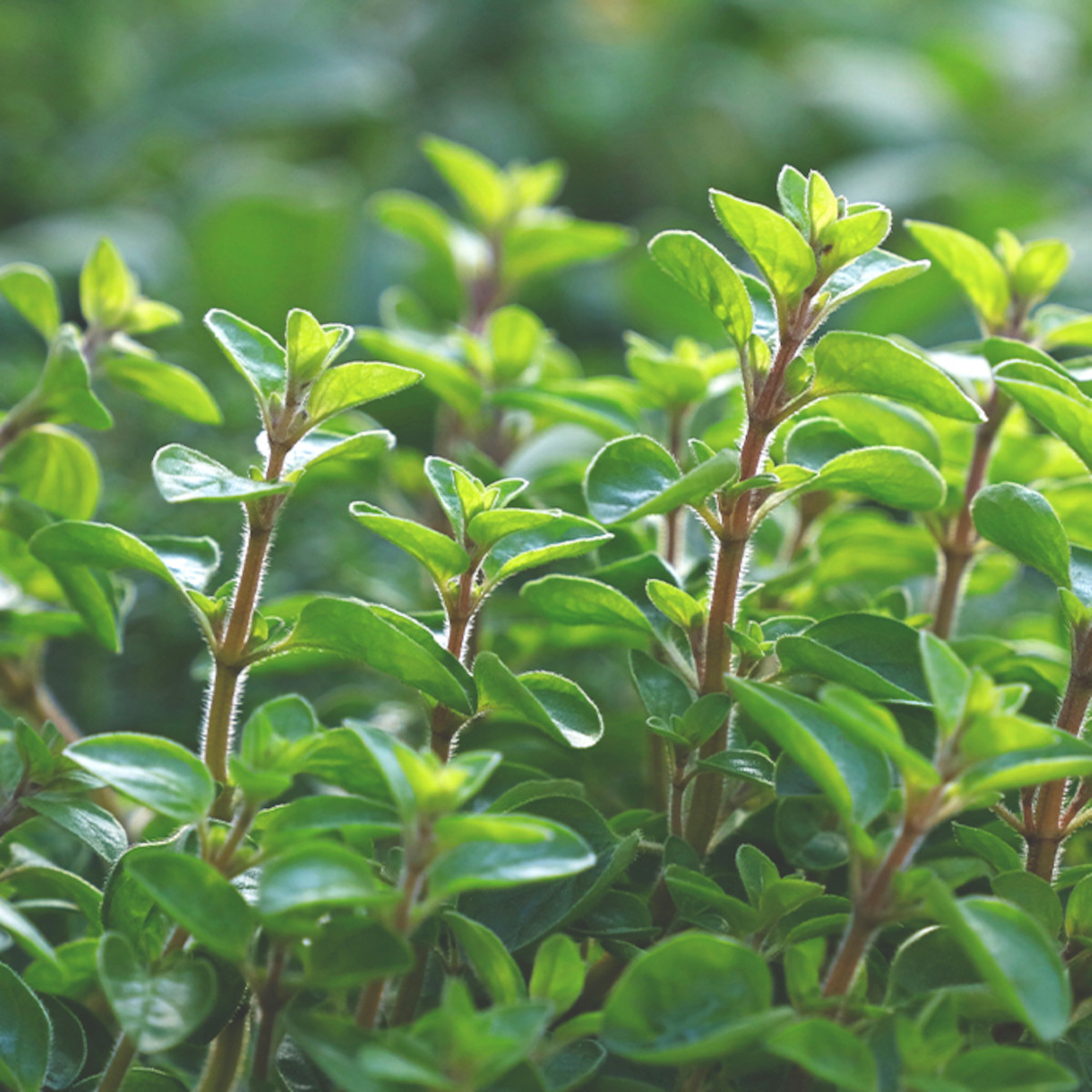 doTERRA - Reines ätherisches Öl Majoram - Majoran - CPTG - 15ml Kopie