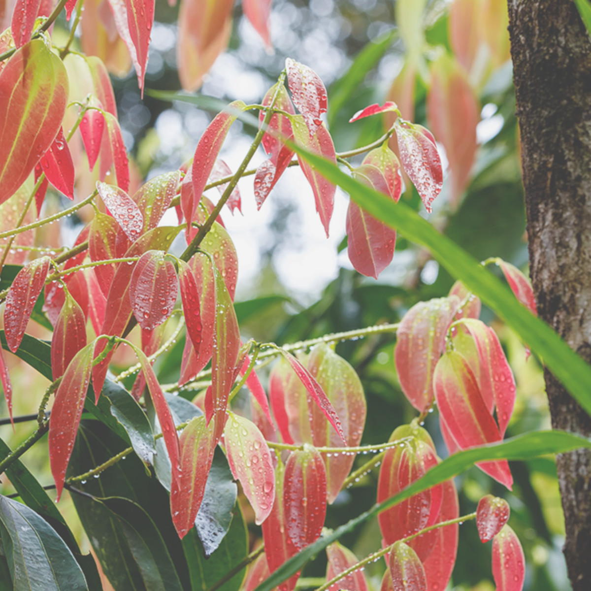 doTERRA - Reines ätherisches Madagascar Vanilla - Madagaskar-Vanille - CPTG - 5ml