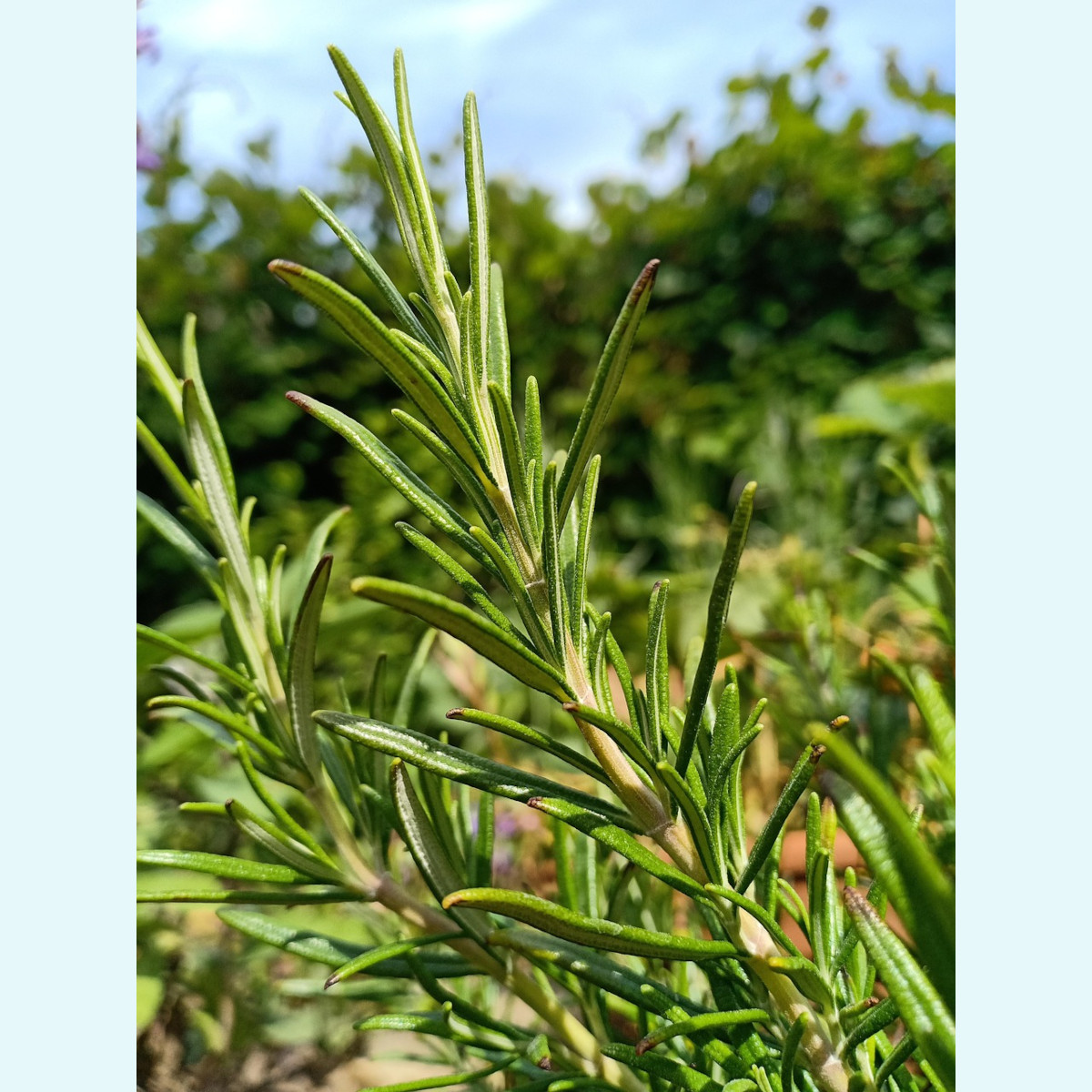 doTERRA - Reines ätherisches Öl Rosemary - Rosmarin - CPTG - 15ml