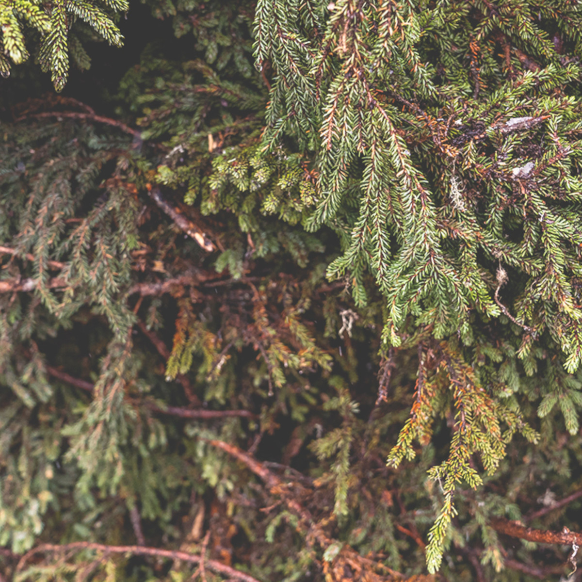 doTERRA - Reines ätherisches Black Spruce - Schwarzfichte - CPTG - 5ml