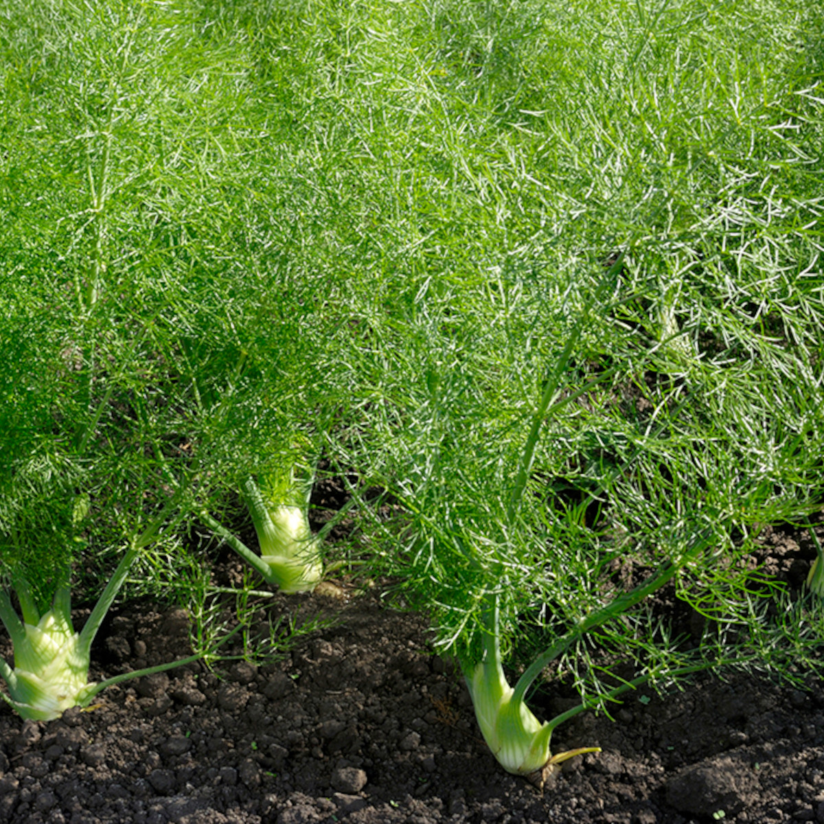 doTERRA - Reines ätherisches Öl Fennel - Fenchel - Süßfenchel - CPTG - 15ml