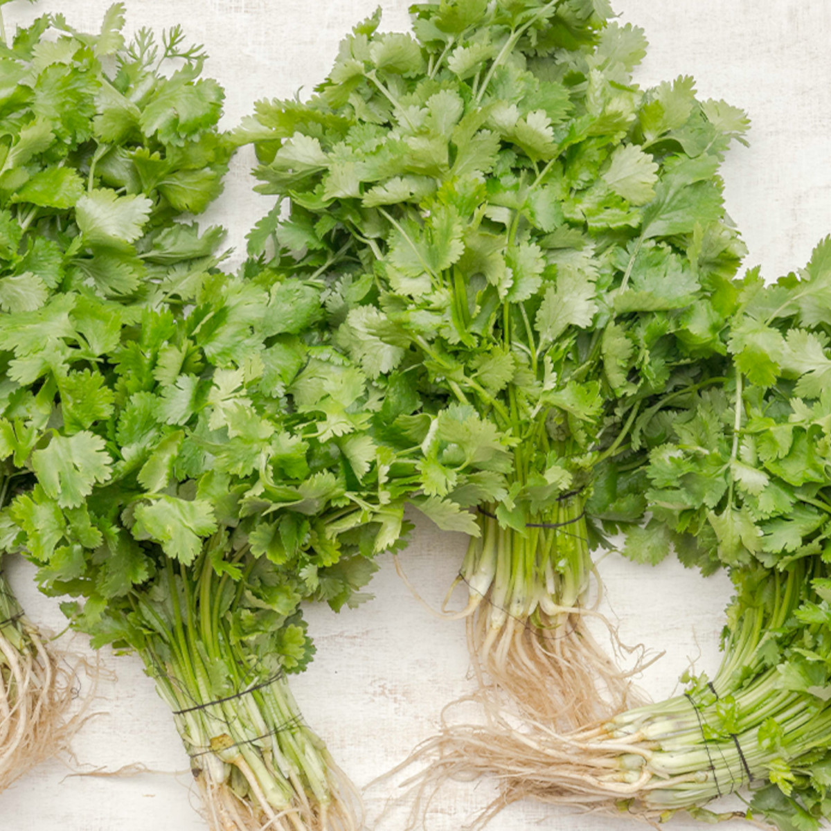 doTERRA - Reines ätherisches Öl Cilantro - Korianderkraut - CPTG - 15ml