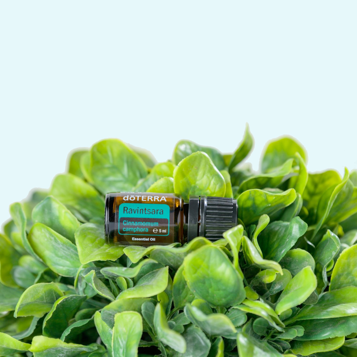 doTERRA - Reines ätherisches Ravintsara - Cinnamomum camphora - CPTG - 5ml