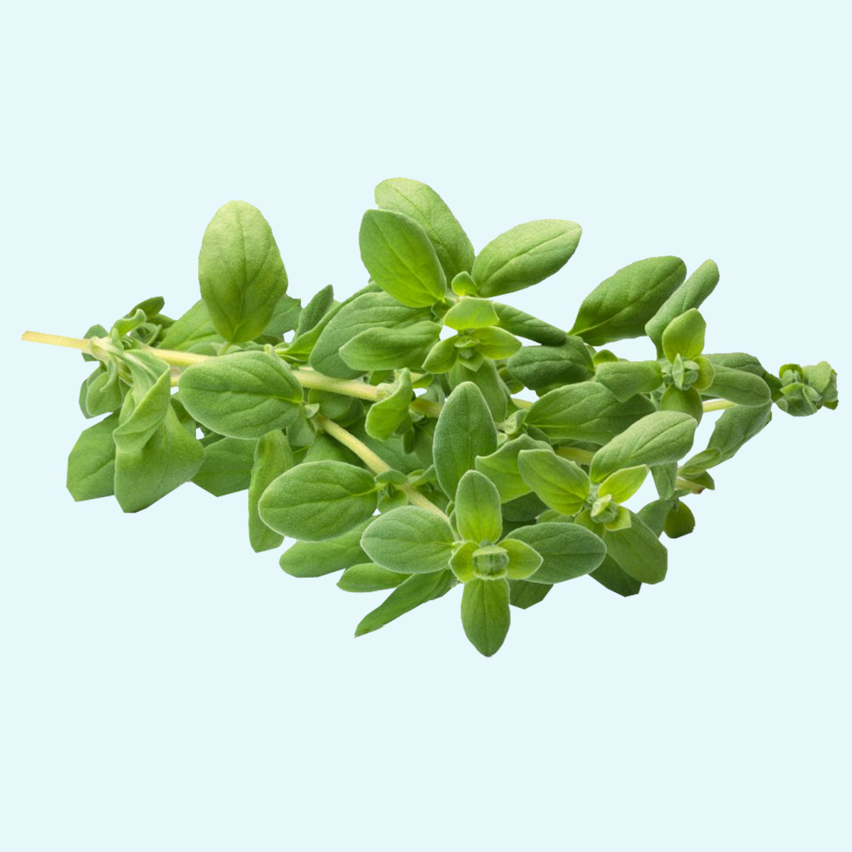 doTERRA - Reines ätherisches Öl Majoram - Majoran - CPTG - 15ml Kopie