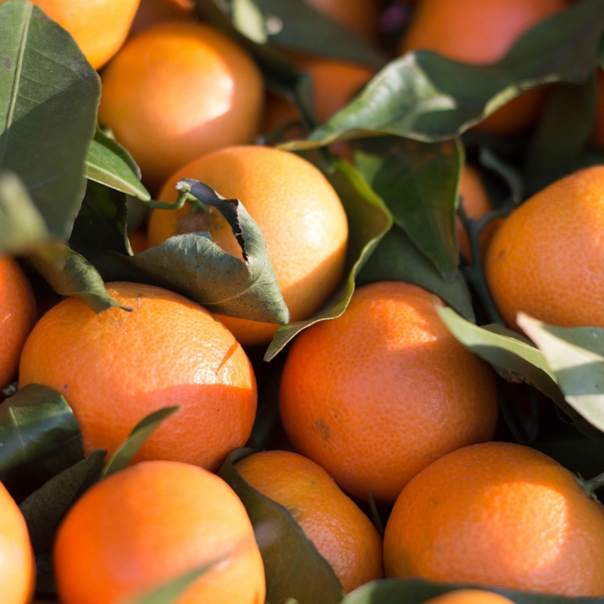 doTERRA - Reines ätherisches Clementine - CPTG - 5ml